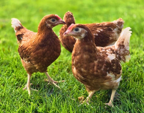 Hyline Brown pullets