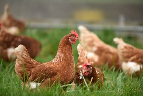 Shaver Brown hen