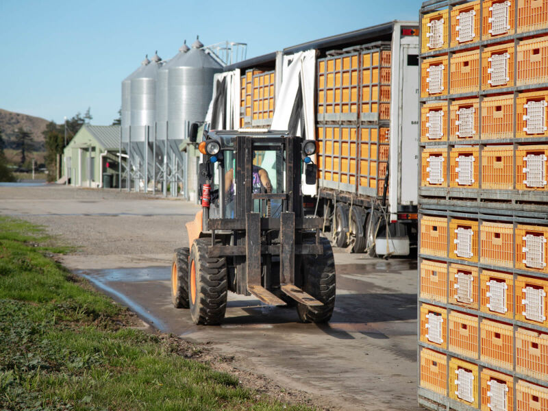 Loading crates of pullets for delivery