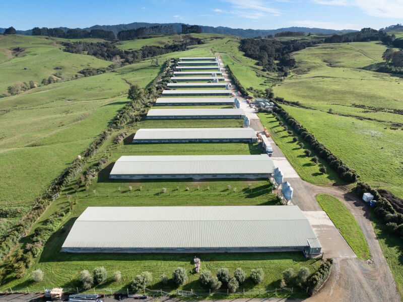 Aerial view of the Maketu Poultry Farms rearing sheds