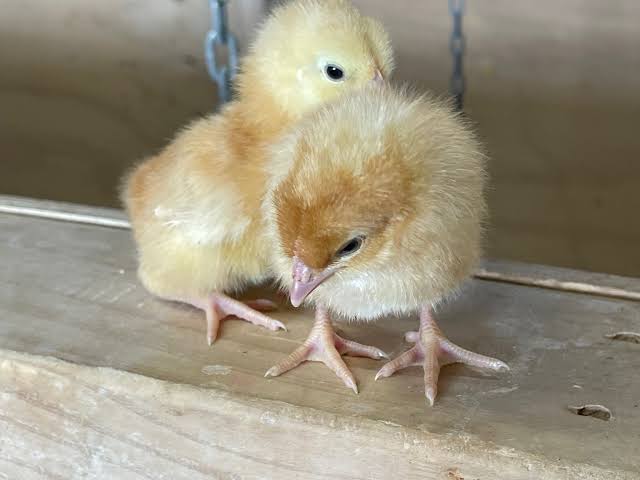 Day-old chicks at Maketu Poultry Farms